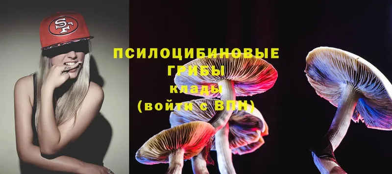 где купить наркотик  Знаменск  Галлюциногенные грибы Magic Shrooms 